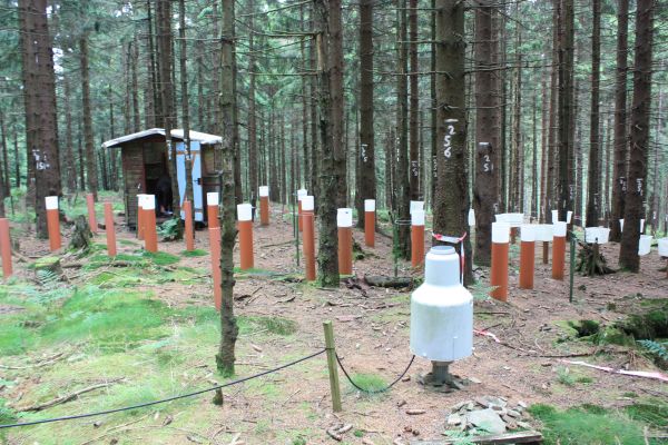 Lange Bramke Intensiv-Monitoringflaeche: Die Beobachtungen auf drei im Einzugsgebiet verteilten Intensiv-Monitoringflächen ermöglichen die Berechnung von Wasser- und Stoffbilanzen auf der Ökosystemskala (Foto H. Meesenburg)